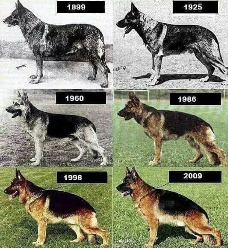 maura on Twitter: "Regression of German Shepherd dogs over 110 years. This is so fucked up man what have we done to this poor dog's spine https://t.co/8x8jbpOAHO" / Twitter