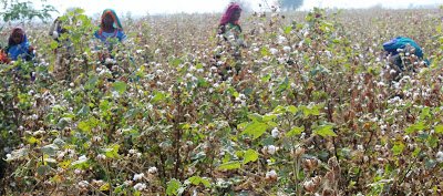 CollectiveKHI's tweet photo. Women's contribution in agriculture remains unacknowledged in policy and public debates.
How can policymakers, civil society, and communities #recognise rights of #women agricultural workers?
More in this blog:
https://t.co/wn8DtdKSma
#PromoteRights
#AgriWorkers
#genderequity https://t.co/YIHzZ1BS6a