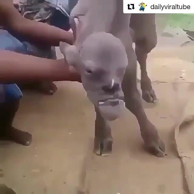 WHAT IS THE NAME OF THIS ANIMAL? masjmzs.com//index/xvideo/…