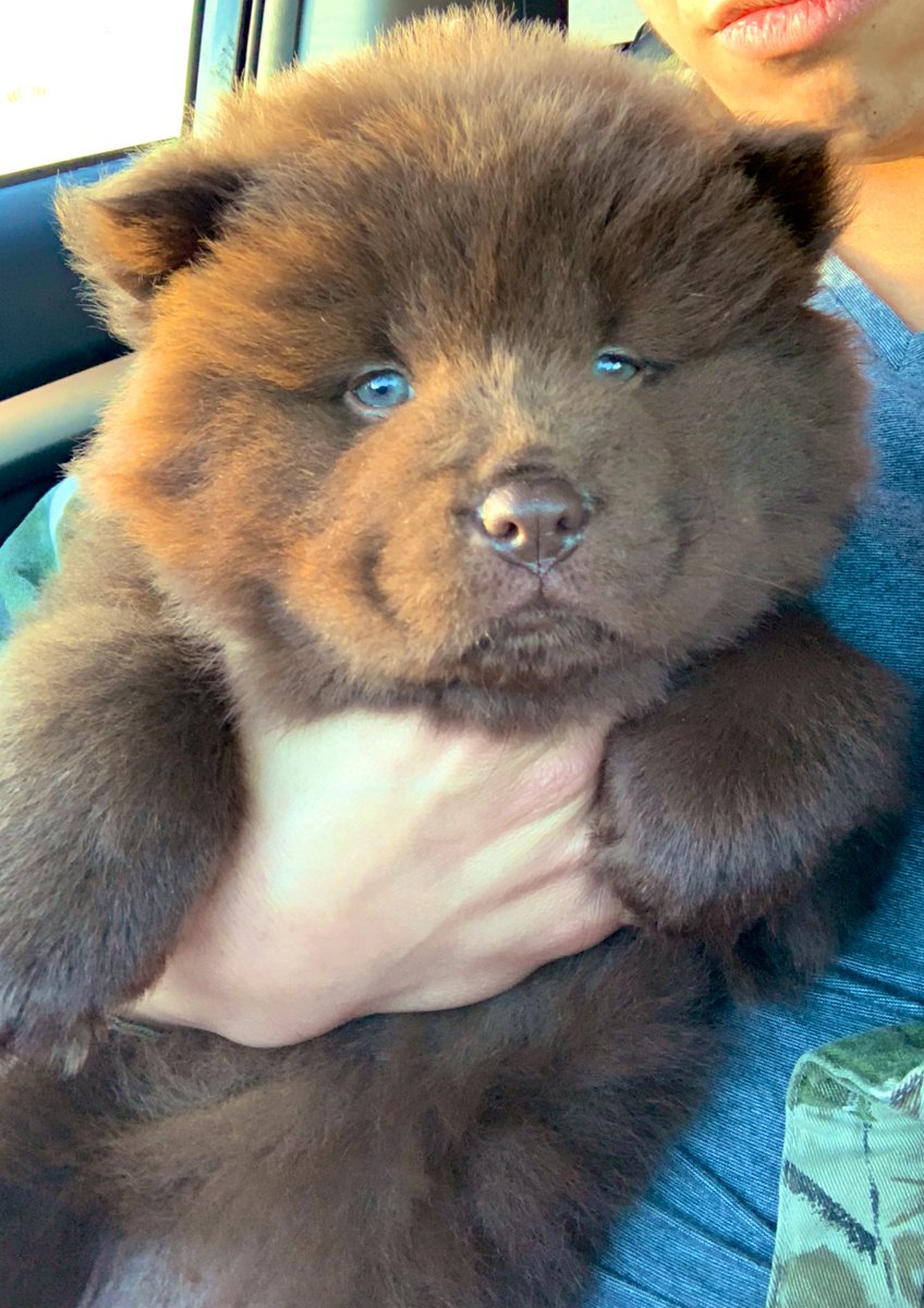 Cute Baby Chow Chow Dog Chocolate Chow Chow Puppy