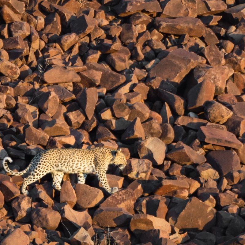naturally_namib's tweet photo. One of the residents at Etendeka Mountain Camp. Book your stay with Big Sky Lodges for first-hand encounters.

#travel #adventure #wanderlust #explore #holiday #travels #travelphotography #travelblog #travelblogger #traveladdict #exploretocreate #passionpassport  #traveltheworld https://t.co/5WuOycZgoH