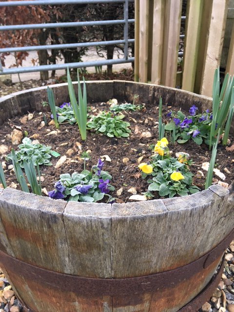 Wallops_Wood's tweet image. The little daffodils think that its spring time already 🌺🌻🌹🥀🌷🌼. There might be some more cold weather to come ❄❄❄❄ BRRRR
.
.
.
#whatsonatwallopswood #notspringyet #chillymornings #springflowers