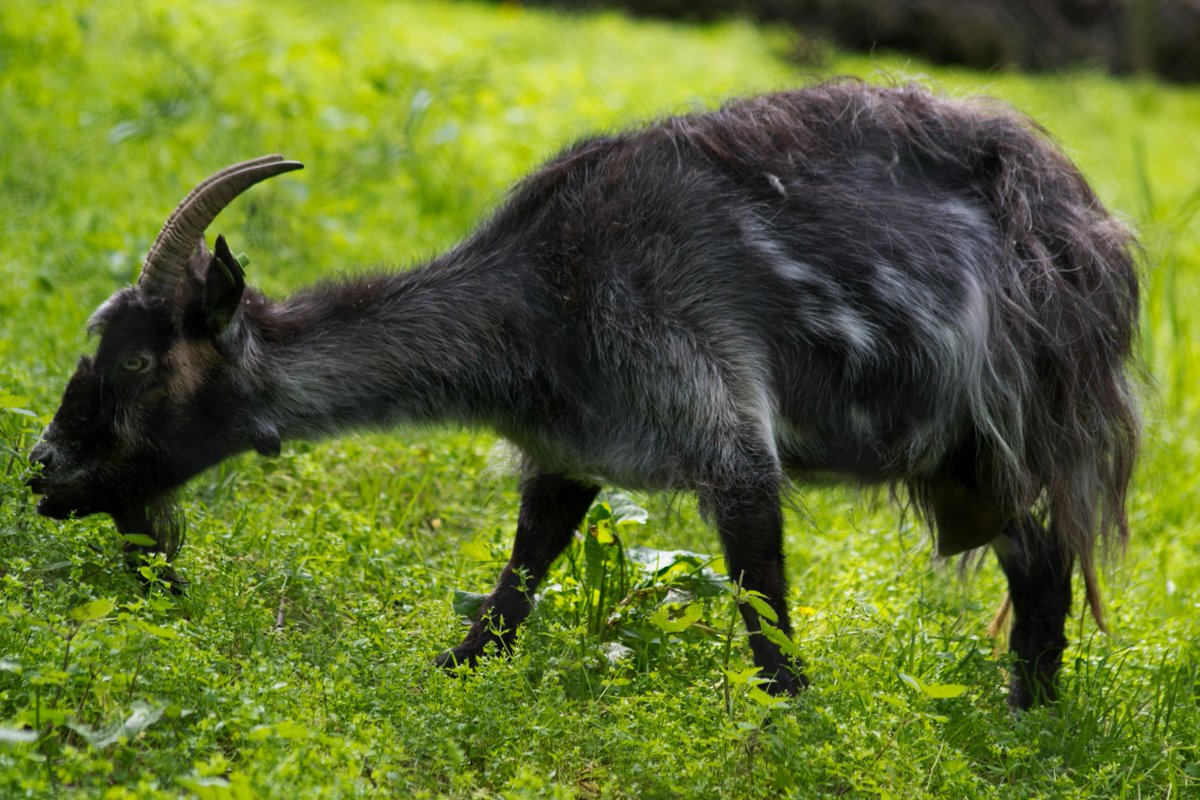WelshMountainZo's tweet photo. Who isn't partial to a lovely Welsh Mountain Goat.
#WelshMountainGoat #Grazzing #WelshMountainZoo
Photo by Matt Rimmer https://t.co/GuuEPcBqXk