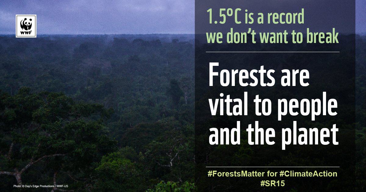 WWFForestCarbon's tweet photo. We can’t fight climate change without forests, yet we lost 40 football fields of forests every minute of 2017. #StandWithForests https://t.co/nsceoRJfGF https://t.co/hKOAHDc5Bb