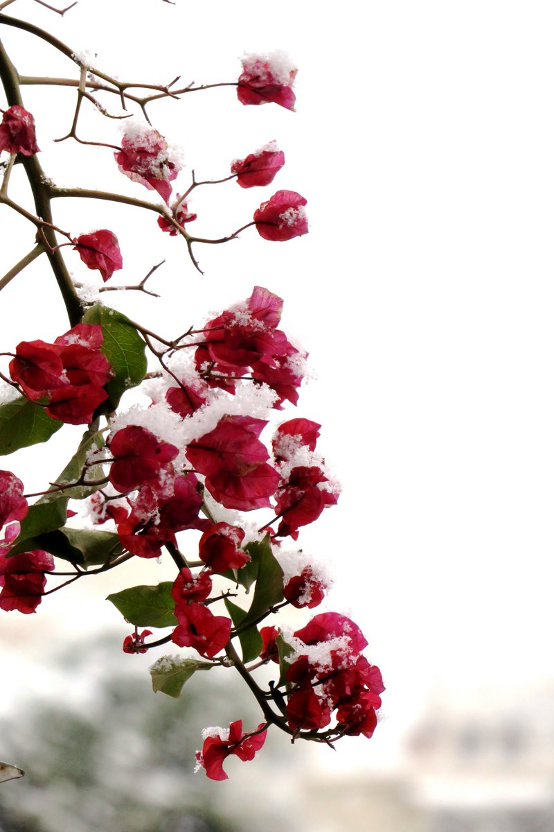 mmthes's tweet photo. Still blooming❄️🌺
From my frozen balcony looking up to the sky
Let it #snow !
#myphoto #nature #sky #photography #winter #skg #photo #canonphotography https://t.co/HOZxJvJgMp