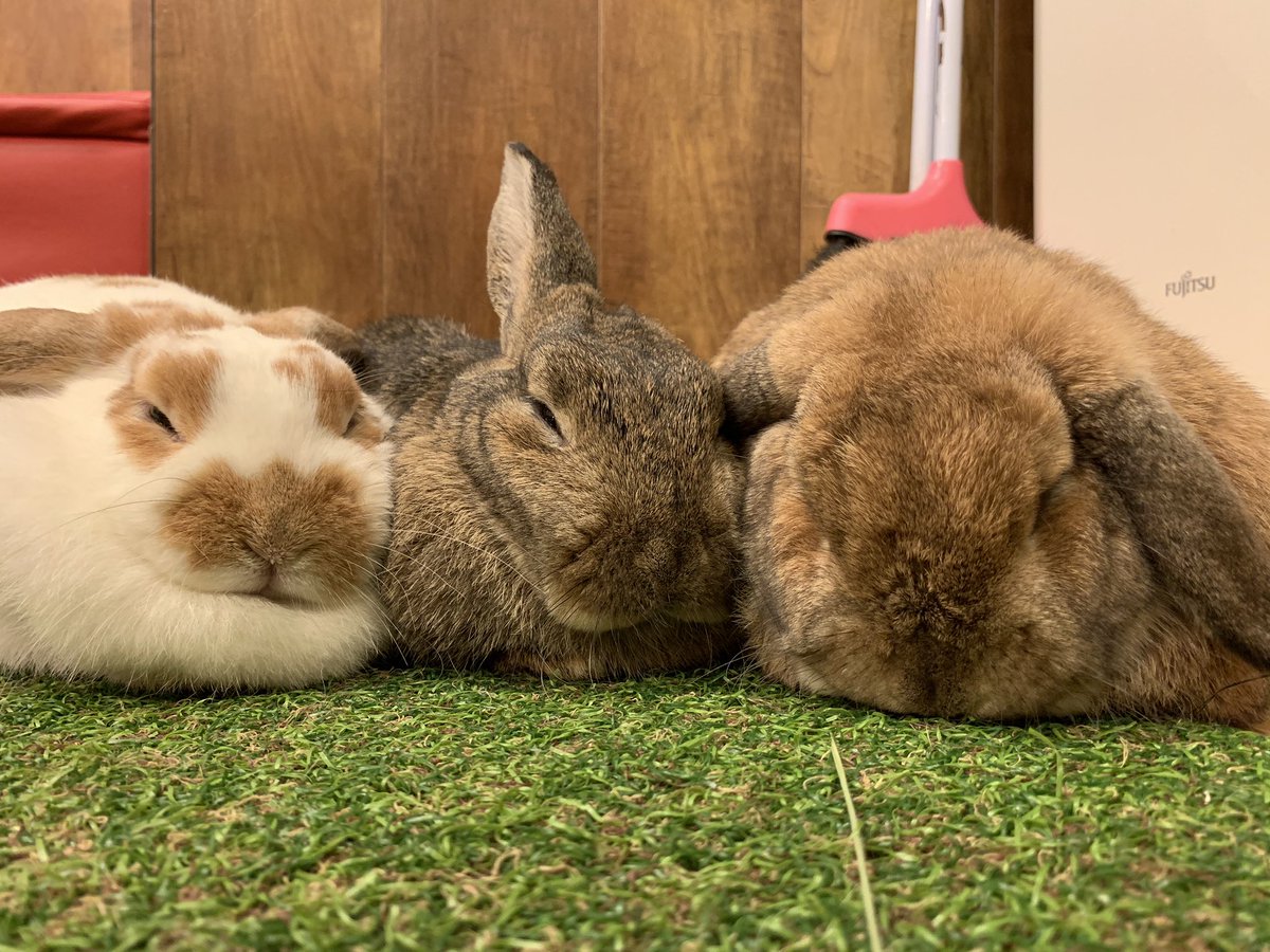 うさぎカフェ もふれる على تويتر みんなで仲良く一緒に寝ている三姉妹 撫でてあげるとみんな目を瞑って寝てくれました 寝ピクしながらスヤスヤ どんな夢を見ているのか気になります 亀川 T Co 6lplwspwgf うさぎ うさぎカフェ うさぎカフェ もふれる على تويتر みんなで仲良く一緒に寝ている三姉妹 撫でてあげるとみんな目を瞑って寝てくれました 寝ピクしながらスヤスヤ どんな夢を見ているのか気になります 亀川 T Co 6lplwspwgf うさぎ うさぎカフェ