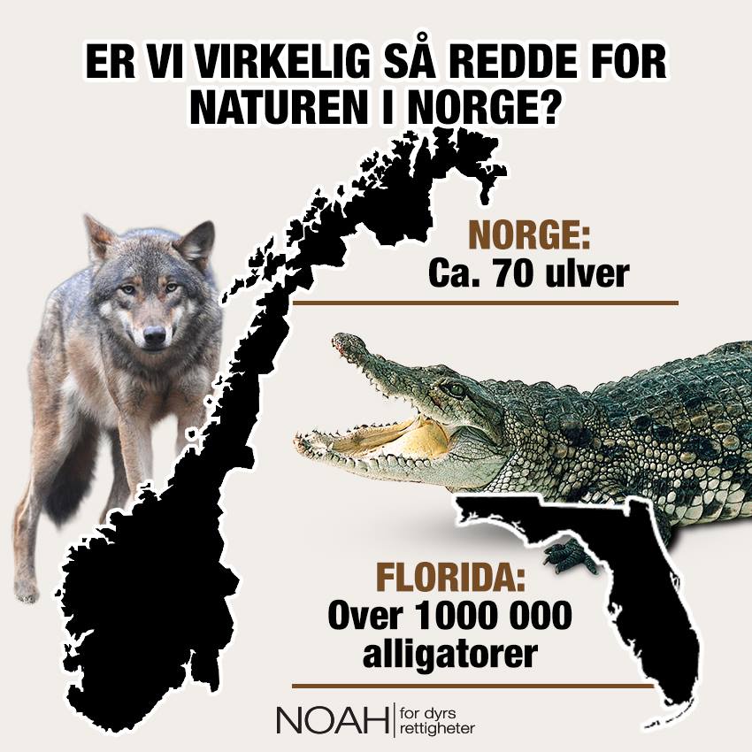 I Norge skriker politikerne om å skyte flere ulv - av 70 individer! I Florida (ca. 1/3 av Norges areal) lever folk side om side med en million alligatorer. Norge senker toleransen for ville dyr og sender et uheldig signal til verden - det kan vi ikke la skje! Møt opp 12. januar!