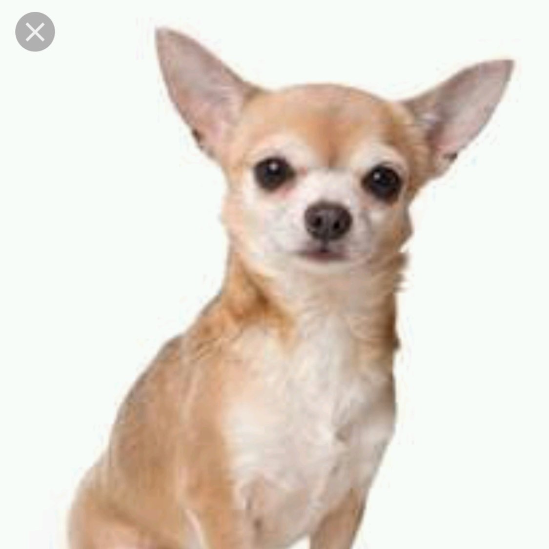 Shazc1969's tweet photo. Weigh in today has seen a loss of 5lbs π π.... This is apparently the same weight as a chihuahua! ππ
#flabtofab #weightcomparison #countdowntoNYC https://t.co/0OYdLB5zcx