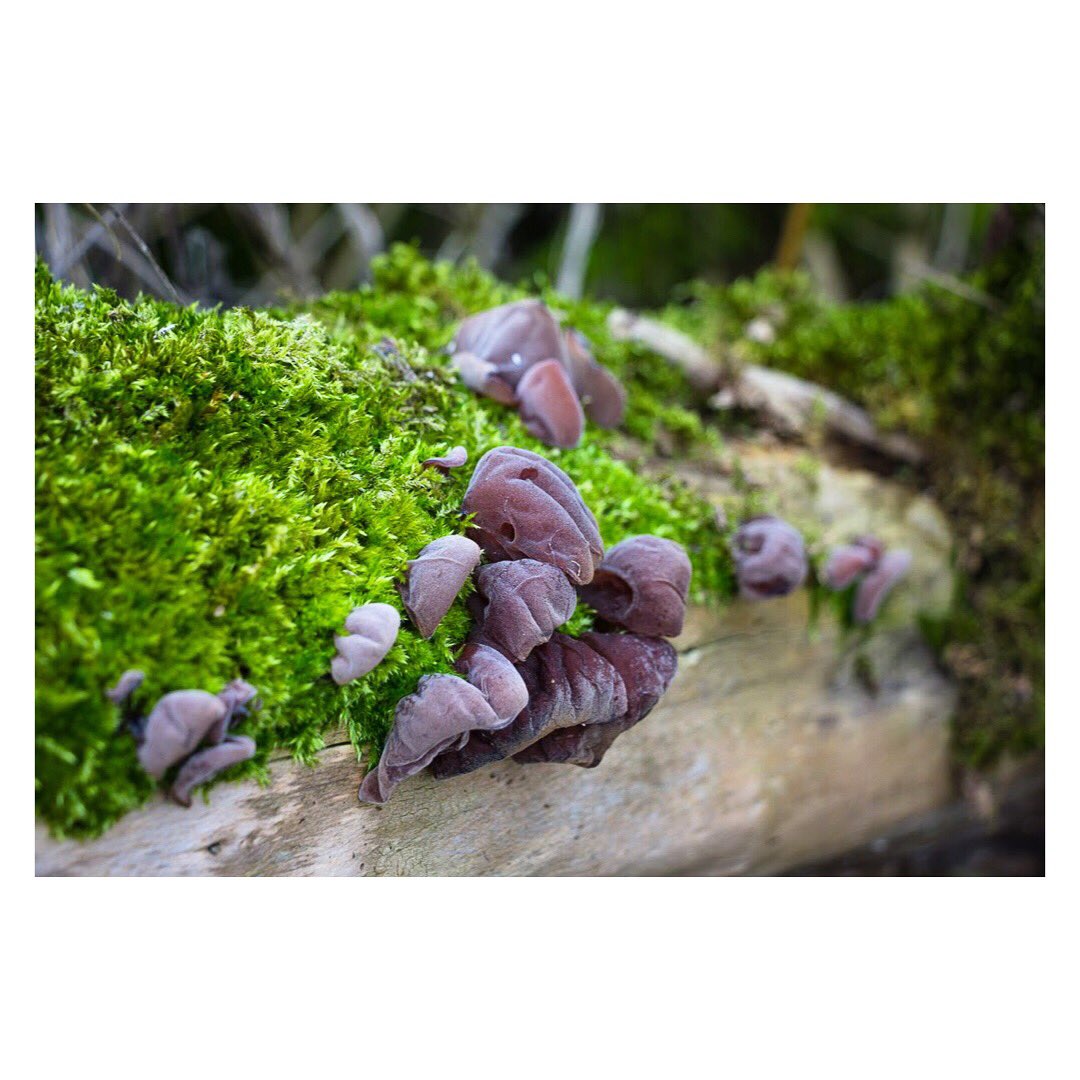 Can anyone tell me what this fungi is called?
#namethatfungi #fungi #naturelovers  #whatisit #fungihelp @GWandShows  @nature_org