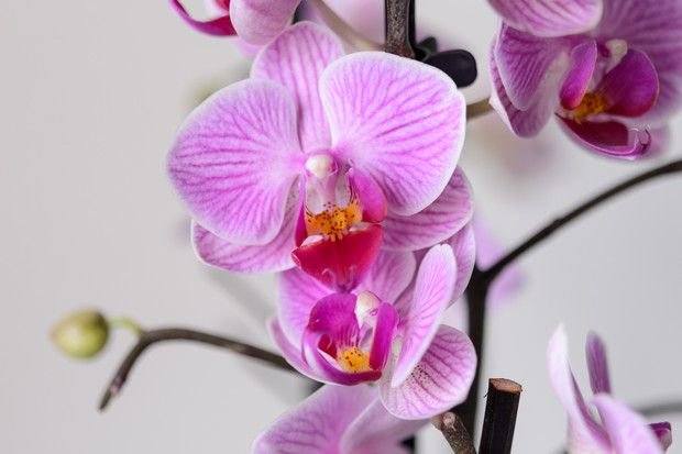 GWmag's tweet photo. Orchids make great #houseplants, but there are many types to choose from. Learn more about 12 orchid types, including Phalenopsis and Dendrobium, in our guide: https://t.co/1FHaZqOHAh https://t.co/1JVyUB0pJl