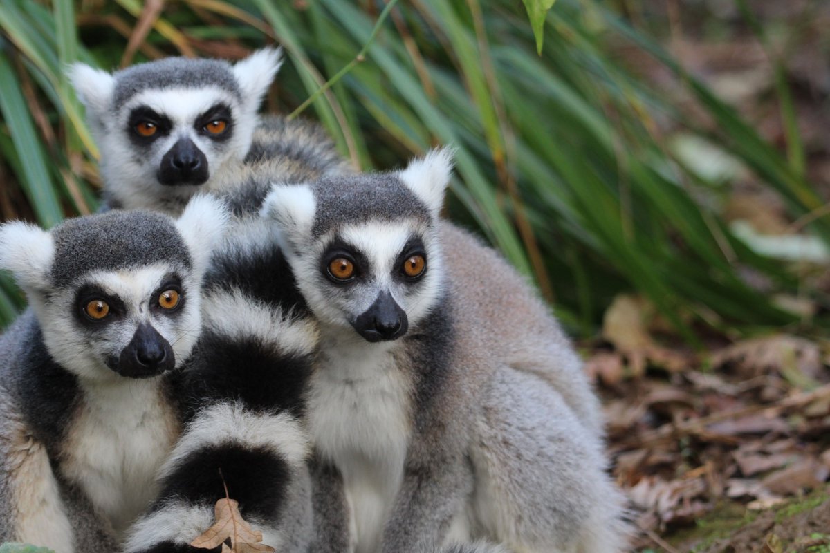 A conspiracy of Lemurs... #lemurs #ringtailedlemurs #thursdaythoughts