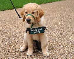 Beaulieu_Head's tweet photo. Great to have @guidedogs with us @WestburyHouse1 today informing our staff and children about the outstanding work that they do #supportingourcommunity #responsiblechildren https://t.co/ko9pqodjda