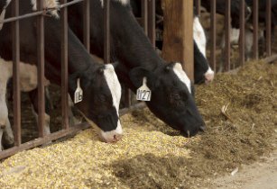 _swisschemie's tweet photo. We are Manufacturing Feed for #Cattle #LargeAnimals-Cow #Buffalo, and #Horse. #SwinePig #AquaFish #PoultryChickens, Dog etc.
Call us: +65 8743 7932 or mail us: contact@swisschemie.eu, read more... https://t.co/Qm0NwSyD3h...
#SwissChemie #swinefeed #FeedSupplement https://t.co/dhYVabFvCh