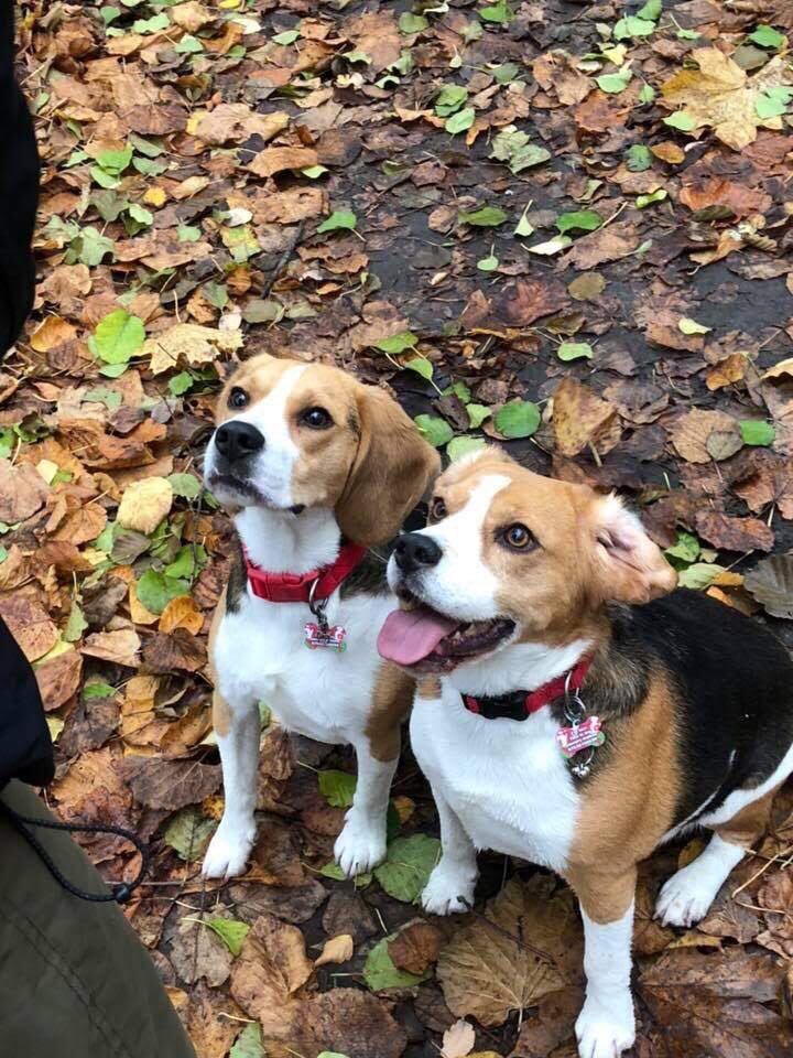 VinMuph's tweet photo. Some pics taken on a crisp winters mornining❤️🐶 https://t.co/TOpypXf2wn