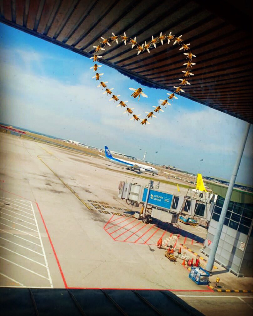MY_Airports's tweet photo. The 'Bee Saga' continues .... this time in KLIA Main Terminal. Together with the @penyelamatlebah team, we will save the bees and ensure that they are properly relocated. Show your support and stay tuned for the rescue mission. #saveMYbees 🐝🐝🐝 https://t.co/uBBR32EilP