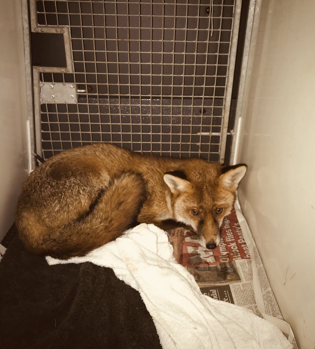 Had this awesome guest with me overnight. Called out (100 mile round trip) in the night to #Crewe to report 🦊 had been in RTC. Found to be stunned with no obvious injuries. Just been collected by a colleague & he’s off to @RSPCAStapeley for a proper check over 🦊👌❤️ #LoveFoxes