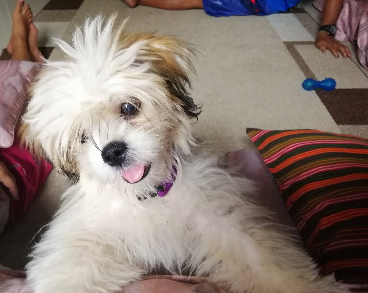 kristililing's tweet photo. Appreciation post to my sipat doggy 🙈

I love you little pup! 🐶🐕❤️ https://t.co/44EgeLR5LF