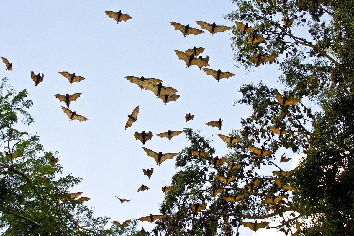 EuropHospital's tweet photo. #Researchers from @dukenus have identified and characterised a new genus of #filovirus from a #Rousettus bat in China. The #virus, called #Mengla, could be as deadly as #Ebola or #Marburgvirus. https://t.co/Pk9MBOcBVl https://t.co/JVI1QfrHXF