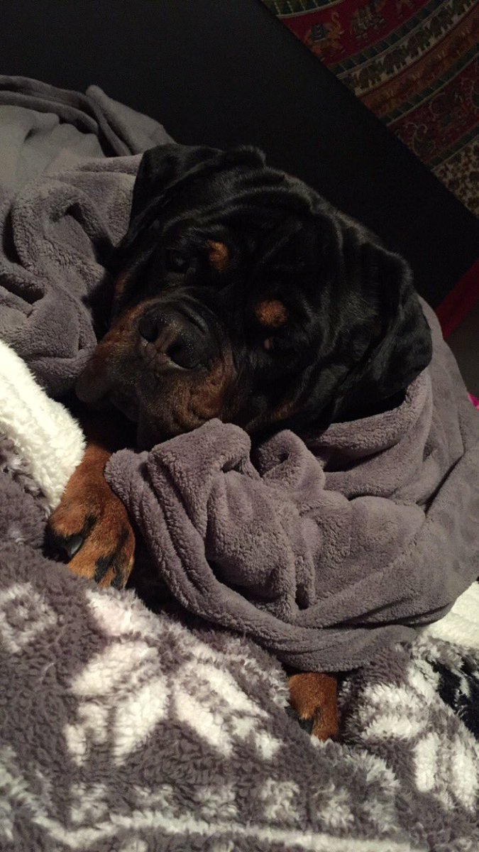 Gus doesn’t want to get out of bed today.