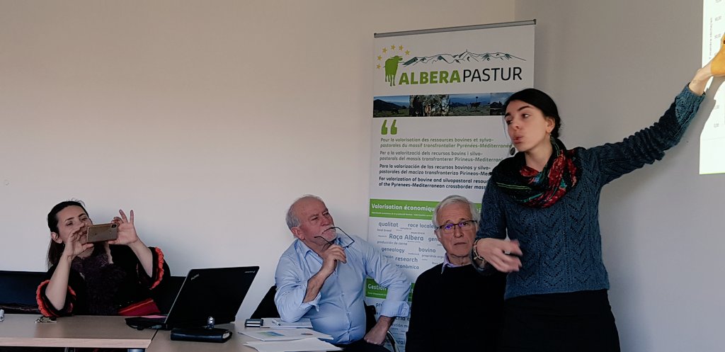 casagovperpinya's tweet photo. Comitè de Pilotatge del projecte transfonterer #AlberaPastur a Ceret amb la participació del director de la Casa de la Generalitat @puigbertjosep El projecte vol revaloritzar la raça de la vaca de #Albera i resoldre la problemàtica que originen quan campen lliures @CTPPOCTEFA https://t.co/SwloXKCteL