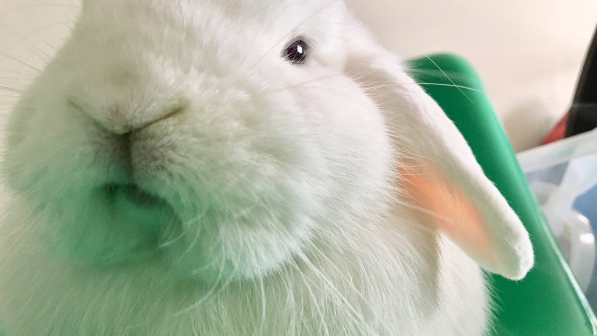 fluffylittle5's tweet photo. Pfft. I’m judging you. 😒 #judgement #judgementalrabbit #disapprovement #youdisappointme https://t.co/Lr5zgiWdS8