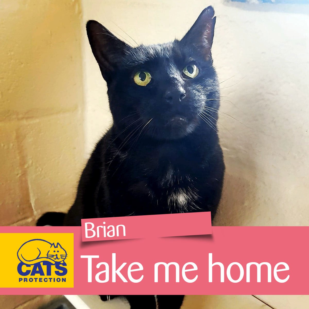 Meet Brian. 🐱 This handsome fella has FIV and is in need of an indoor-only home environment. Could you be Brian's forever family? If you're in the #Colwyn area and are interested in adopting Brian you can find out more here: bit.ly/2shTf1d #CatsProtection <a href="/ColwynCP/">Colwyn Cats Protection</a>
