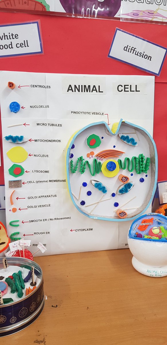 TwraScience's tweet photo. Amazing cell models from Year 7 this week.... keep them coming! #science @TwraScience @TLTWRA @WestonRoadAcad https://t.co/ce6v5wq5m6