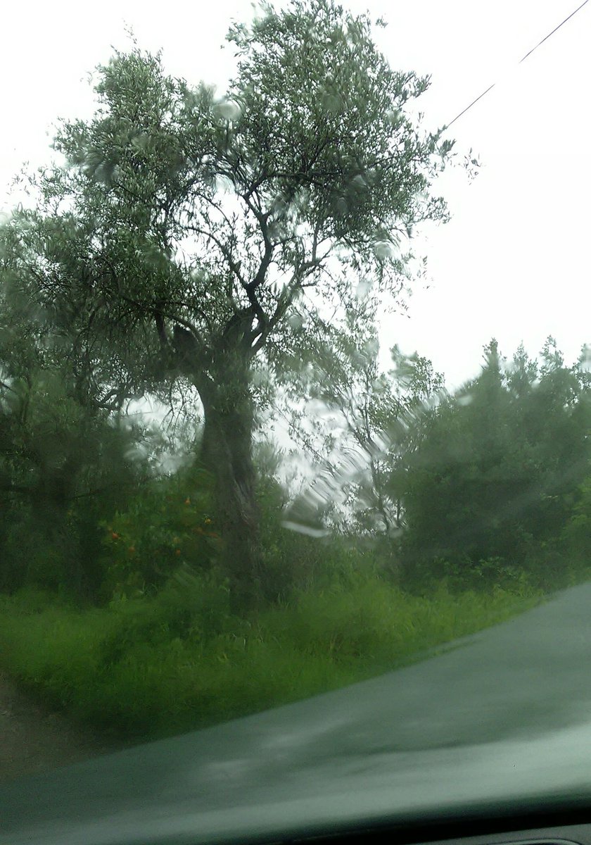 percontomio70's tweet photo. Tempo di lupi !!! #guidando in un posto bellissimo https://t.co/JFFzqBDF42