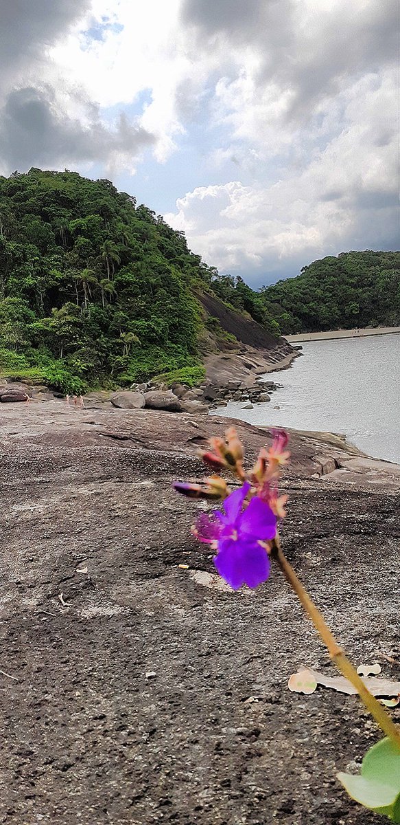 MrioSantos11's tweet photo. Flores do Mar #photograghy #fotografia #verao2019 #BertiogaSp #phobomobile #picture #sea #picoftheday https://t.co/qxuSGHTsNJ