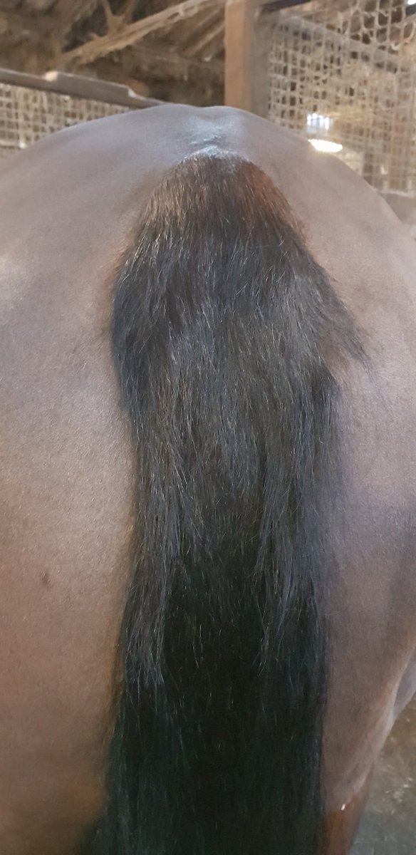 KirstyHewitt8's tweet image. Before and after pics of solos tail #smartgrooming