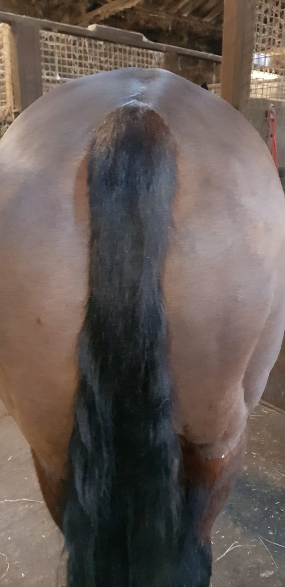 Before and after pics of solos tail #smartgrooming
