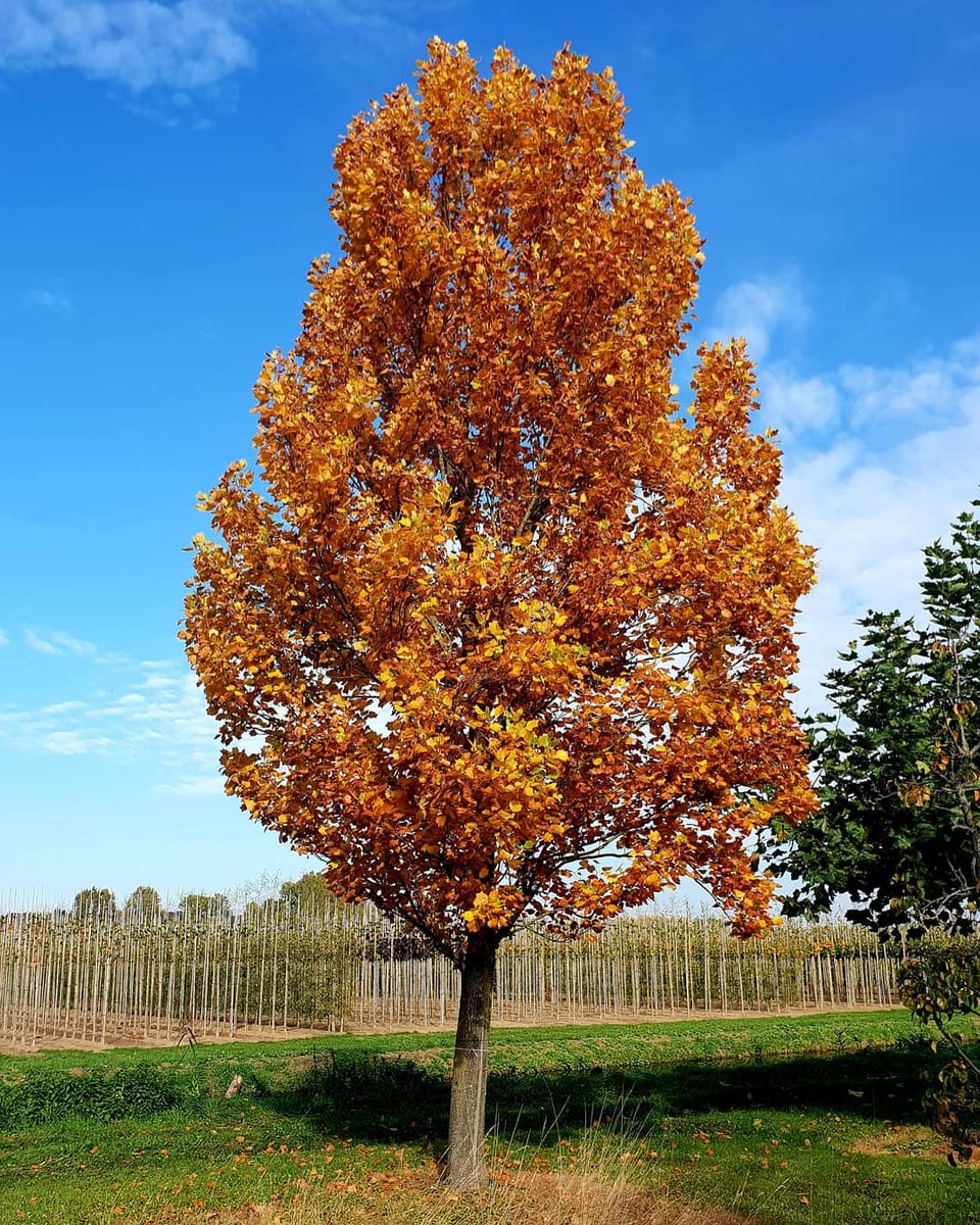De Liriodendron tulipifera is verkozen tot boom van het jaar 2019, ook wij hebben er een prachtig exemplaar van! 
Neem een kijkje op 'grotebomendirect.nl' voor meer van dit soort bomen.