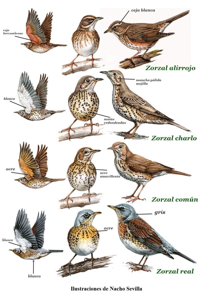 Les dejamos la variedad de zorzal que podemos encontrar en ntra península y si creen, que falta alguno, solamente nos lo digan... Buenos días a todos y jueves ya, en breve en el campo