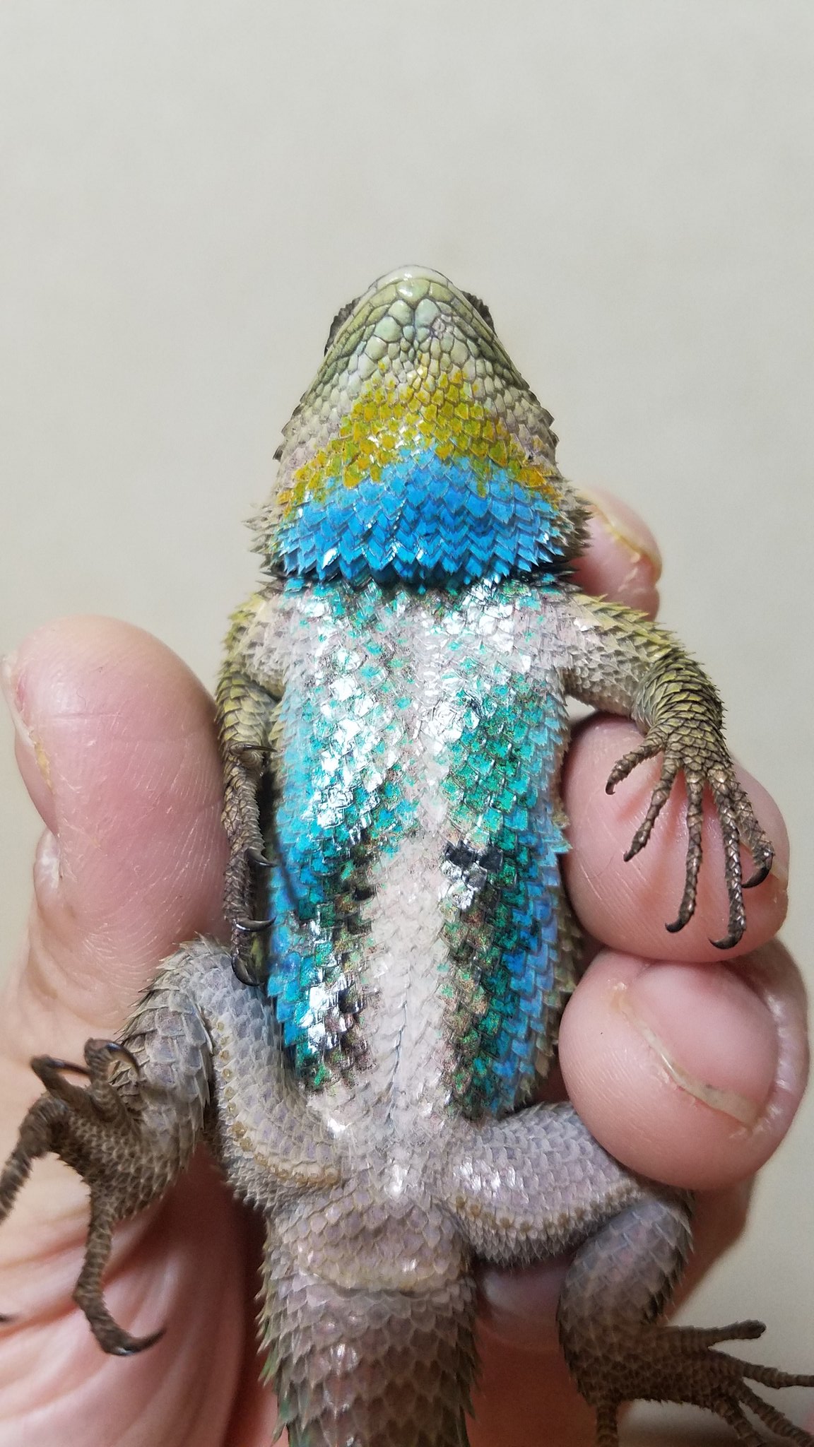 爬虫類とボク マラカイトハリトカゲの腹側がこちら キラキラと光沢が美しいです アゴの黄色い発色も良い感じかと ちなみにボクの人差し指の黄色い発色は直前にミカンを食べたから T Co Gs76mhlktb Twitter