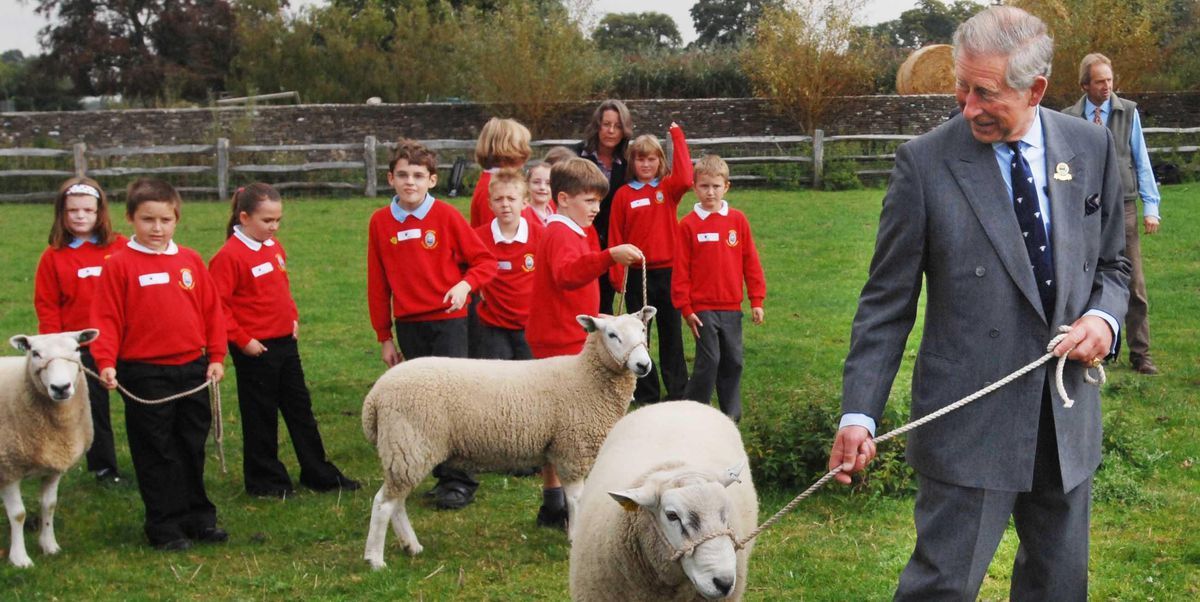 StockwoodCBS's tweet photo. The Prince's #CountrysideFund has announced it's once again looking for rural community projects and farm businesses to improve the prospects of viability for rural communities and farms. https://t.co/x772lUPDsD https://t.co/J5PhBwjNyx
