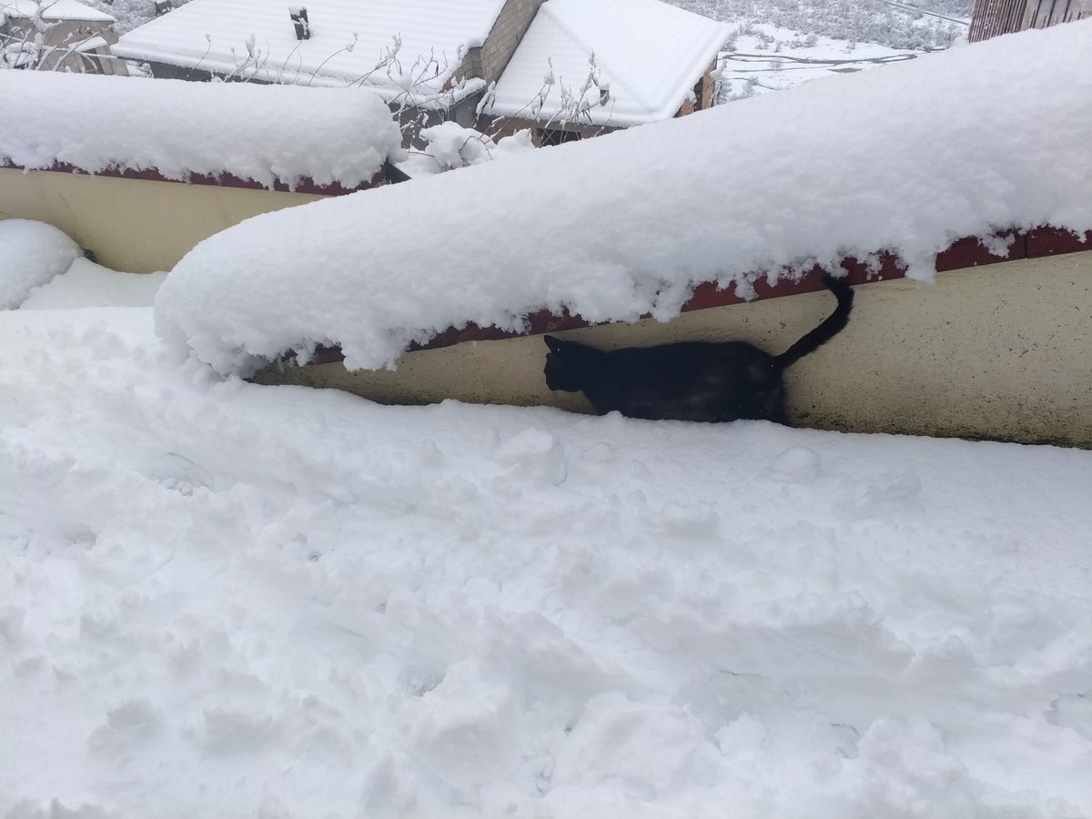 riamiloray's tweet photo. This is not street art, this is Lux who try to fight the freshly falling snow! 😂
#blackcatinthesnow #snow #frozingmorning #blackcat #catinsnow #mountainhouse https://t.co/RBX8nRHPLi