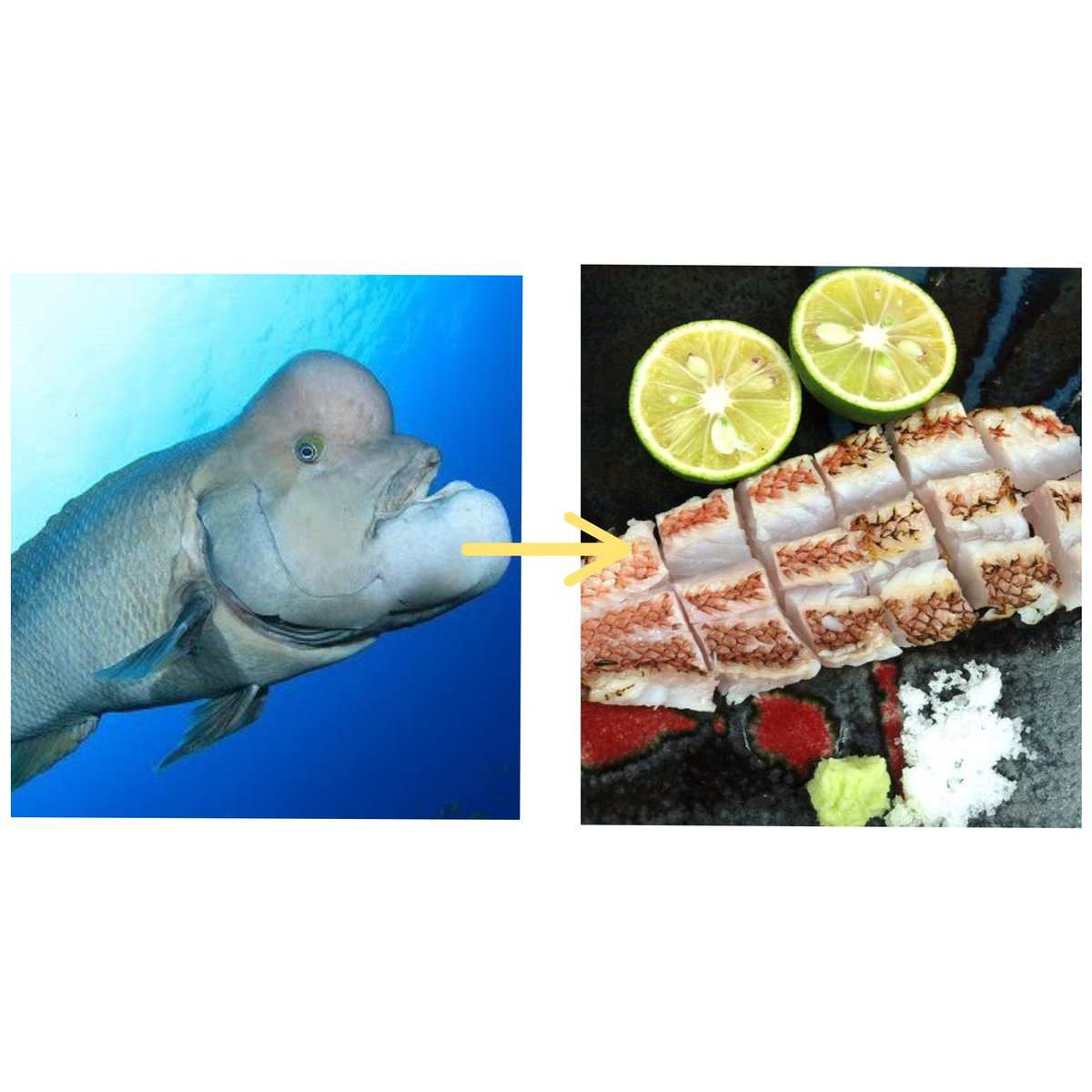 コブダイbot Yda6p7twnsb1xib Twitter