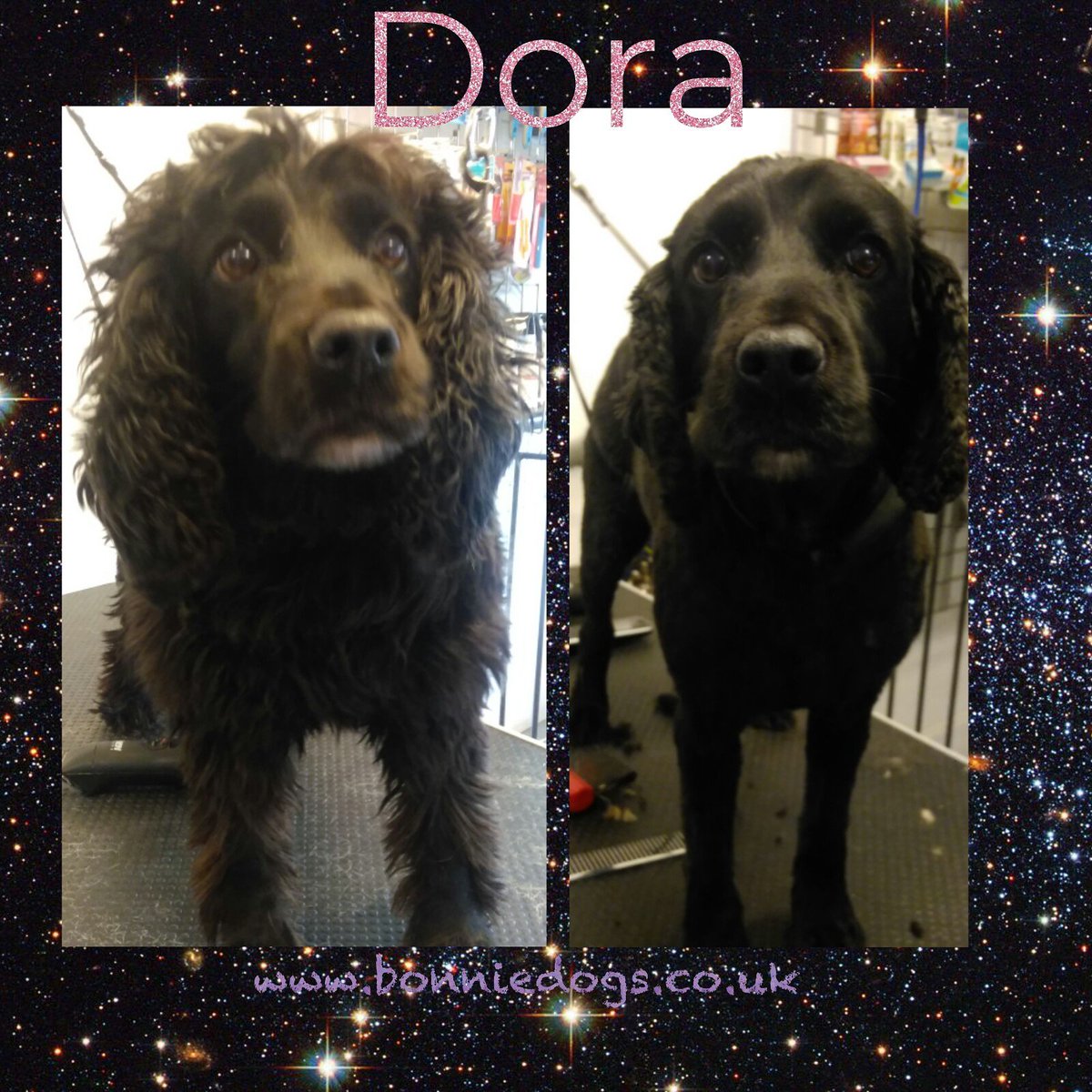 Bonnie Dogs On Twitter Dora Left Us Feeling Like A New Dog