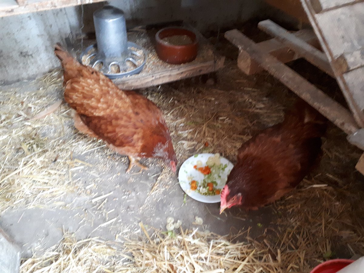 GeorgKegel's tweet photo. Meinen 2 #Biohühner n geniessen das Essen. Übrigens im Pensionsalter; haben sie mir doch am 23.+24.12.18 je ein #Bioei geschenkt. #Abwarten. https://t.co/6a6C36PXuM