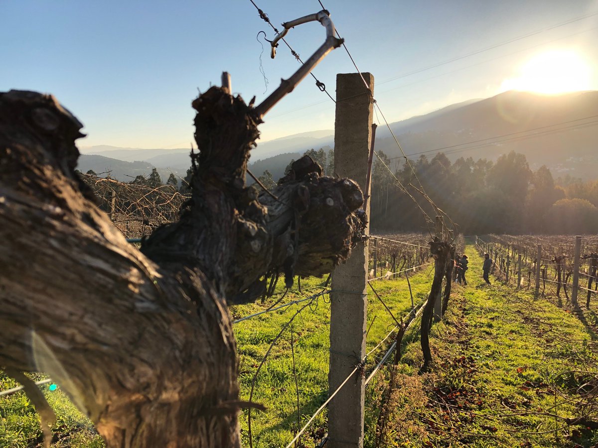 vizhoja's tweet photo. Para tener una buena cosecha, es necesario el cuidado de la viña. Empezamos el año con la poda. #PruningTime https://t.co/eRSFGSxI2A