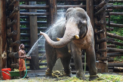 am_grapher's tweet photo. "Taking an #image, freezing a #moment, reveals how rich reality truly is". 
#animals #cruelty against animals #animal pictures #Asian Elephant ##Elephant Photography #cage the elephant #elephants  #photography  #website for photography
 Visit us , https://t.co/oRuoM8YcUY https://t.co/LwSd9Fheo3