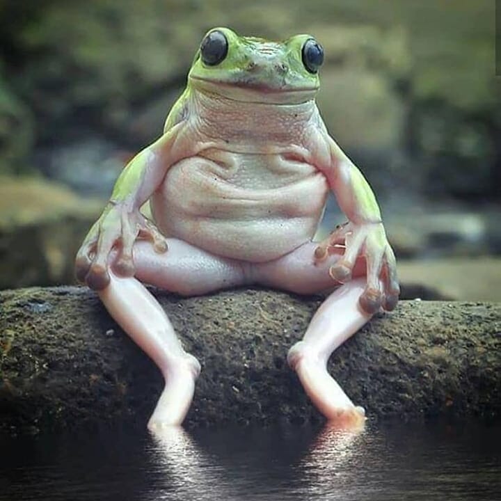 GF_Shop's tweet image. Relax 🐸
@yan_hidayat_567 
#wildlifeconservation