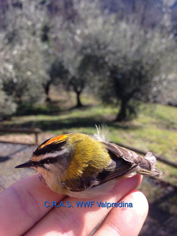 Wwfitalia Al Cras Wwf Di Valpredina Ci Prendiamo Cura Di Animali Grandi E Piccoli Sono Vite Selvatiche Da Restituire Alla Natura Veder Tornare In Liberta Anche Un Piccolo Fiorrancino E