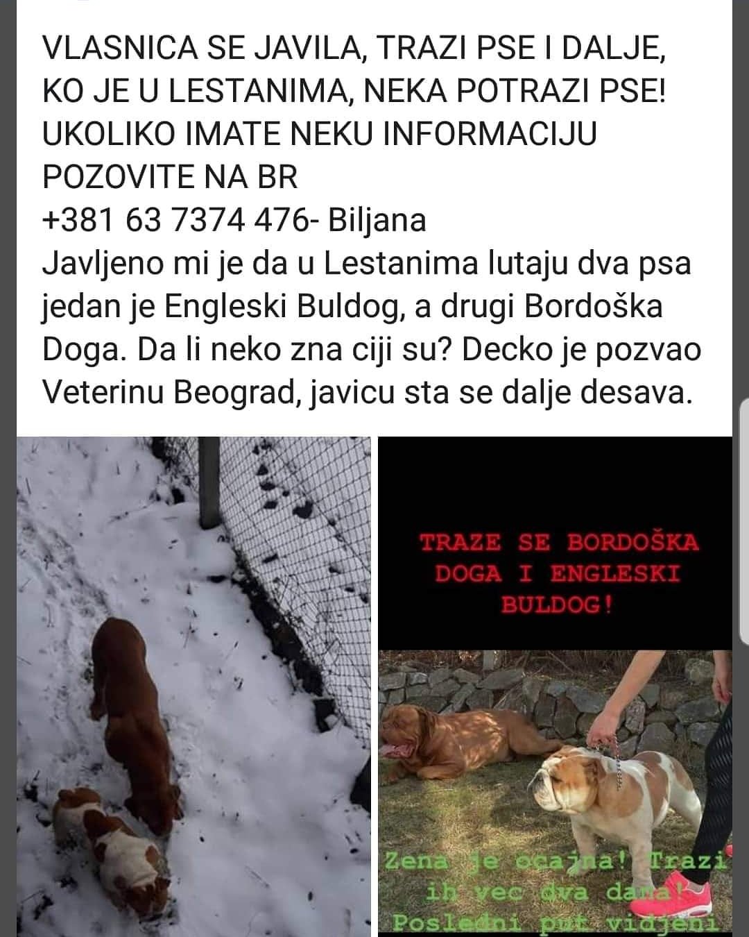 DogFriendly.rs on X: Pomozite da pronađemo izgubljene pse. Ne možete da ih  promašite. :-) U pitanju su Engleski buldog i Bordoška doga. #nestaopas  #bulldog #doga #engleskibuldog #pronađipsa #leštane #beograd  t.coPFj3SS4536  X