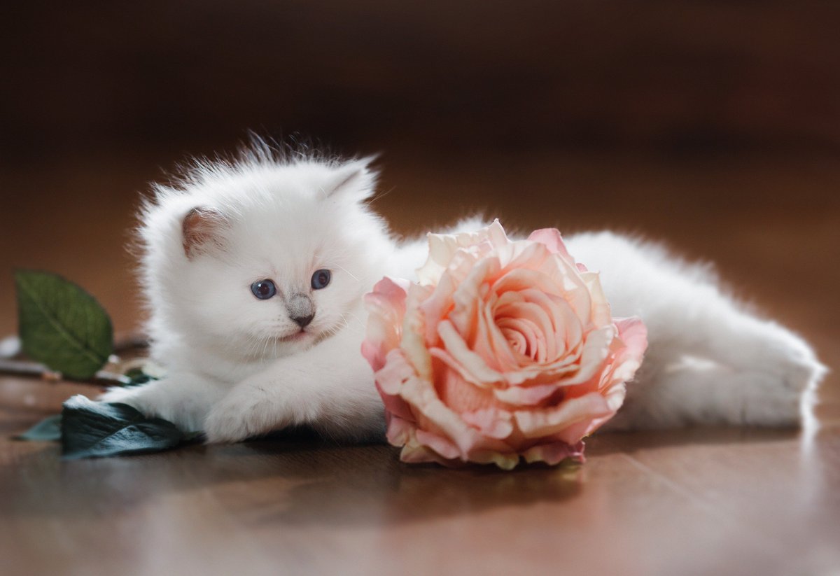 ♡♡♡❤️♡♡♡