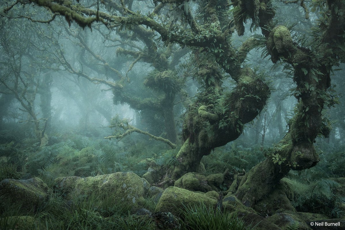 BBCEarth's tweet image. These photos are something straight out of a fairytale 😧

This particular wood has long been the subject of folklore and myth, with many writers describing it as the most haunted location in Dartmoor, and we can see why!

📷 by @njburnell in Wistman's Wood, Dartmoor, England.