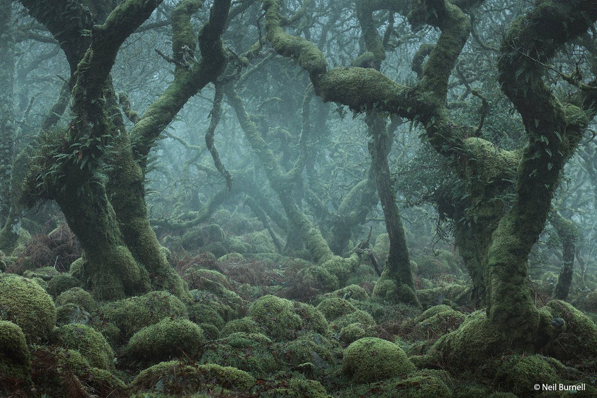 BBCEarth's tweet image. These photos are something straight out of a fairytale 😧

This particular wood has long been the subject of folklore and myth, with many writers describing it as the most haunted location in Dartmoor, and we can see why!

📷 by @njburnell in Wistman's Wood, Dartmoor, England.