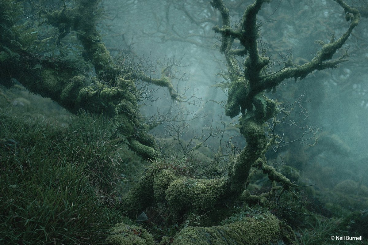 These photos are something straight out of a fairytale 😧

This particular wood has long been the subject of folklore and myth, with many writers describing it as the most haunted location in Dartmoor, and we can see why!

📷 by <a href="/njburnell/">Neil Burnell</a> in Wistman's Wood, Dartmoor, England.