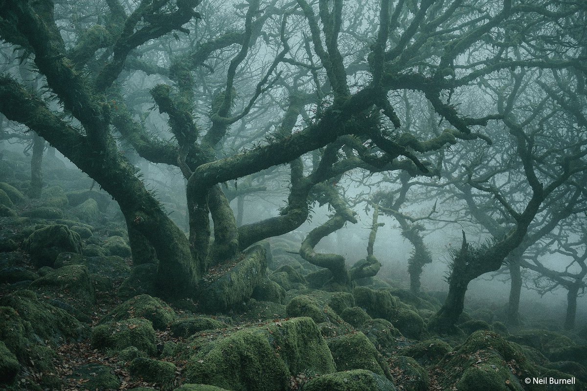 BBCEarth's tweet image. These photos are something straight out of a fairytale 😧

This particular wood has long been the subject of folklore and myth, with many writers describing it as the most haunted location in Dartmoor, and we can see why!

📷 by @njburnell in Wistman's Wood, Dartmoor, England.