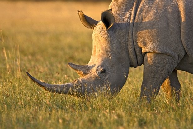 CITES's tweet photo. South Africa: Large amount of #rhino horns, destined for Dubai, intercepted at OR Tambo Airport https://t.co/oXmhdtSb6p via @Africa_com #wildlifetrafficking #wildlifecrime https://t.co/ywgE5UaIki